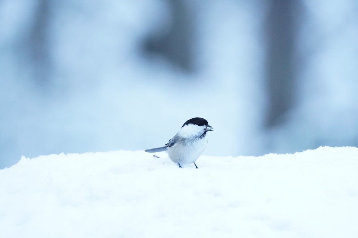 Пухляк - ML645736303