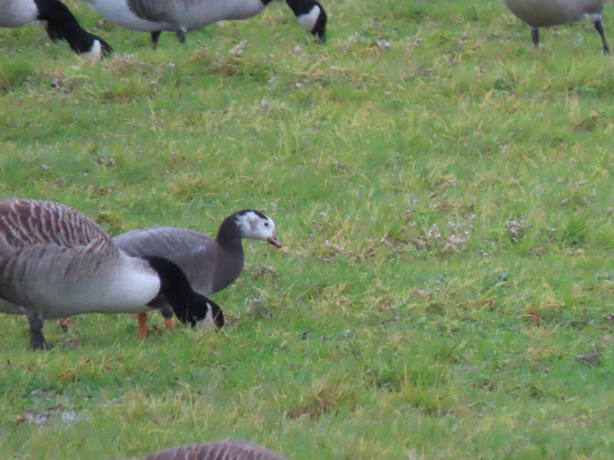 Greater White-fronted x Barnacle Goose (hybrid) - ML645736304