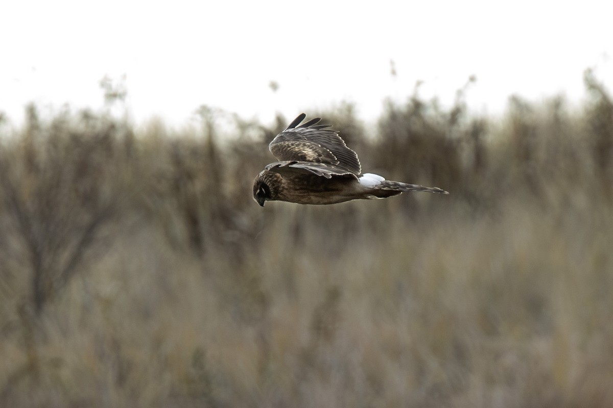 Northern Harrier - ML645736307