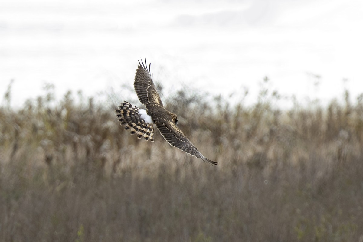 Northern Harrier - ML645736314