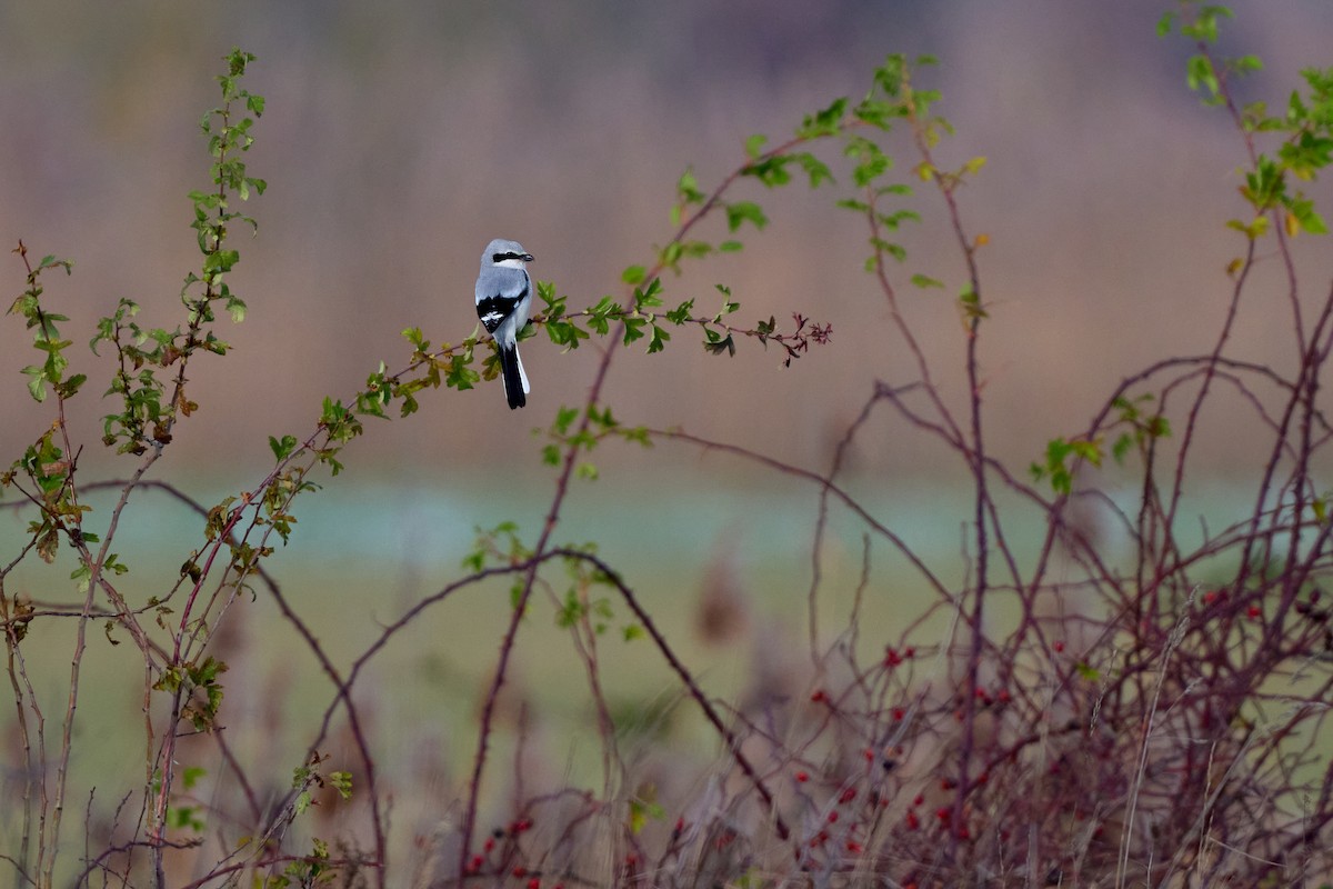 Great Gray Shrike - ML645736321