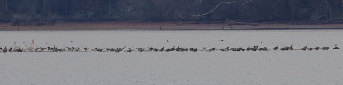 husa sněžní - ML645736328