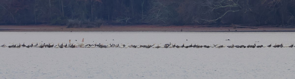 husa sněžní - ML645736329