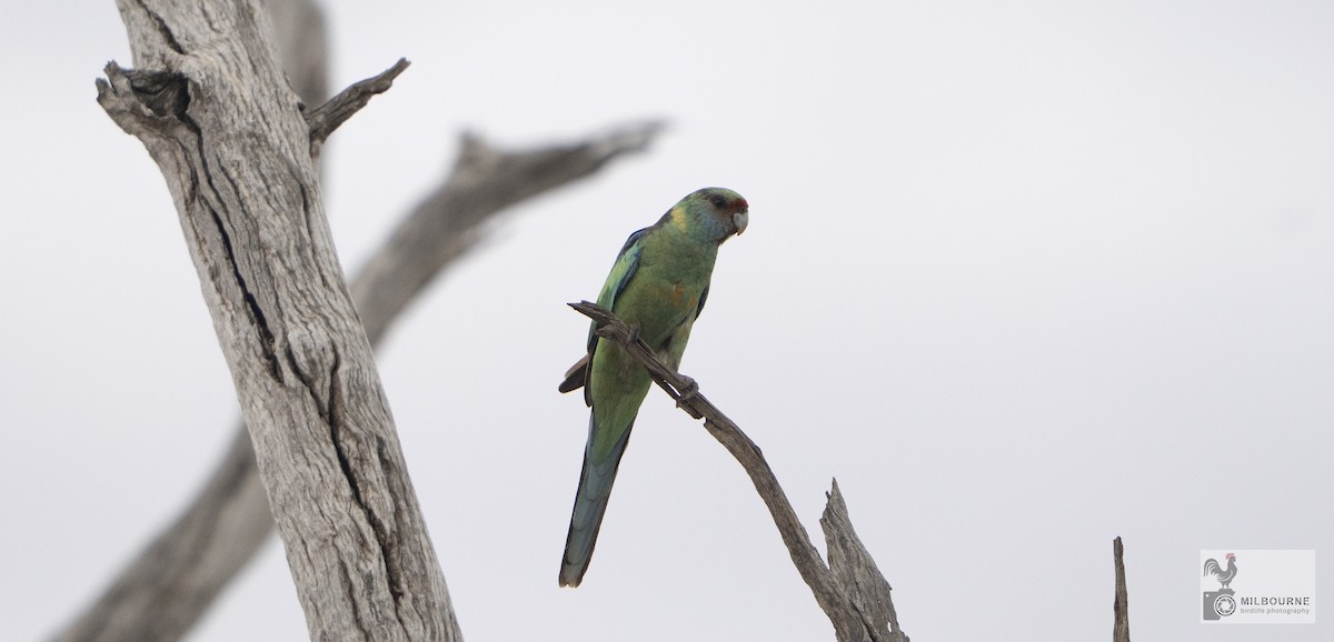 Australian Ringneck (Mallee) - ML645736330