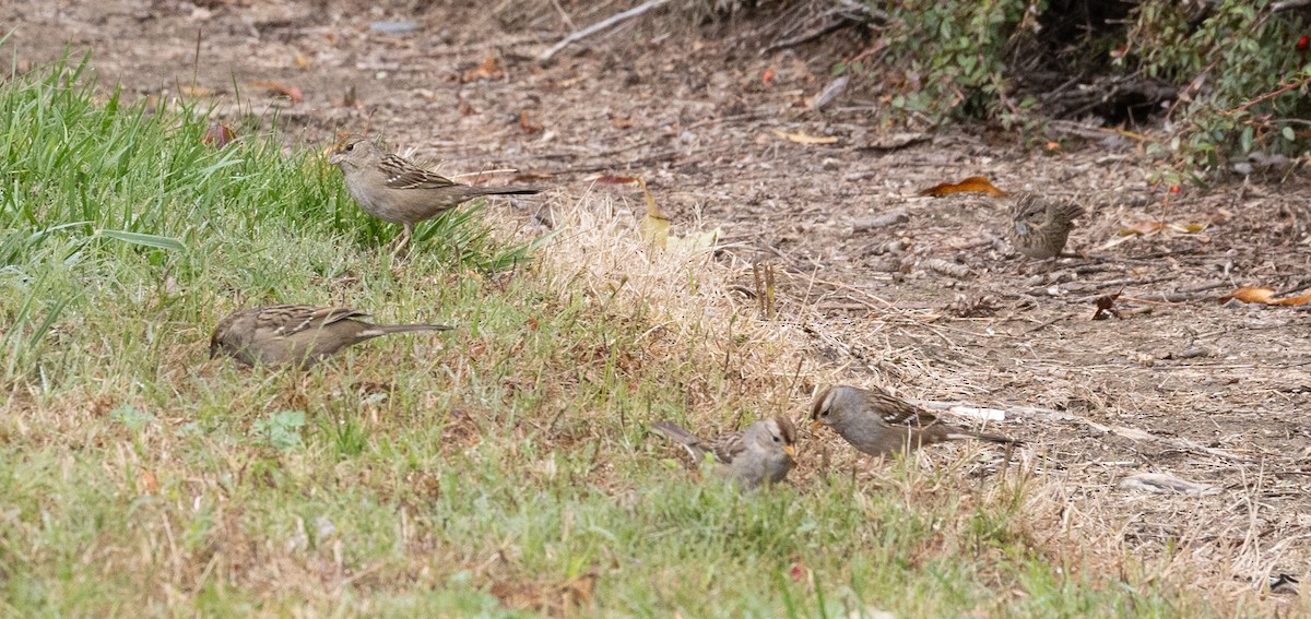 Lincoln's Sparrow - ML645736331