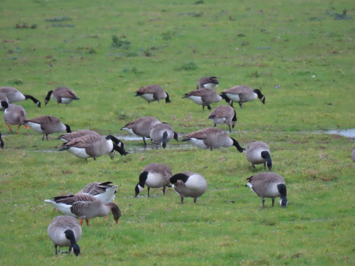 Canada Goose - ML645736344