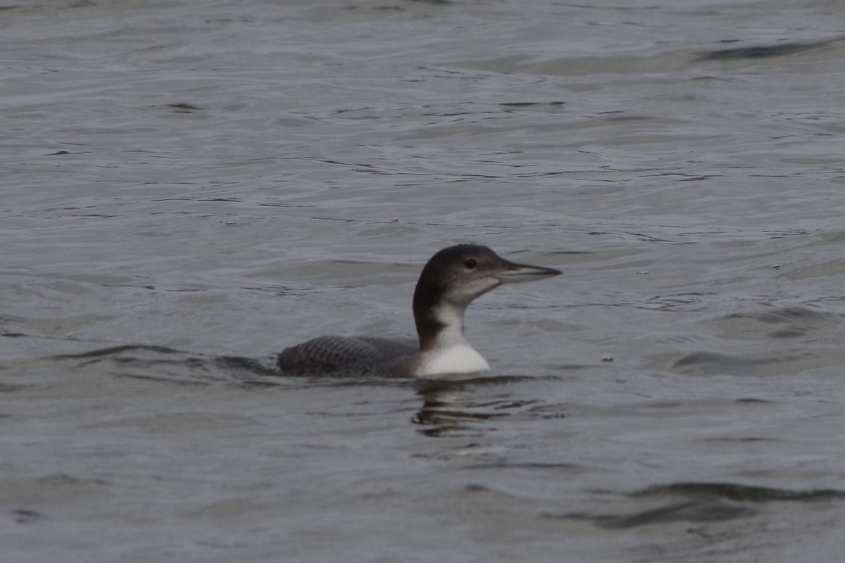 צוללן צפוני - ML645736345