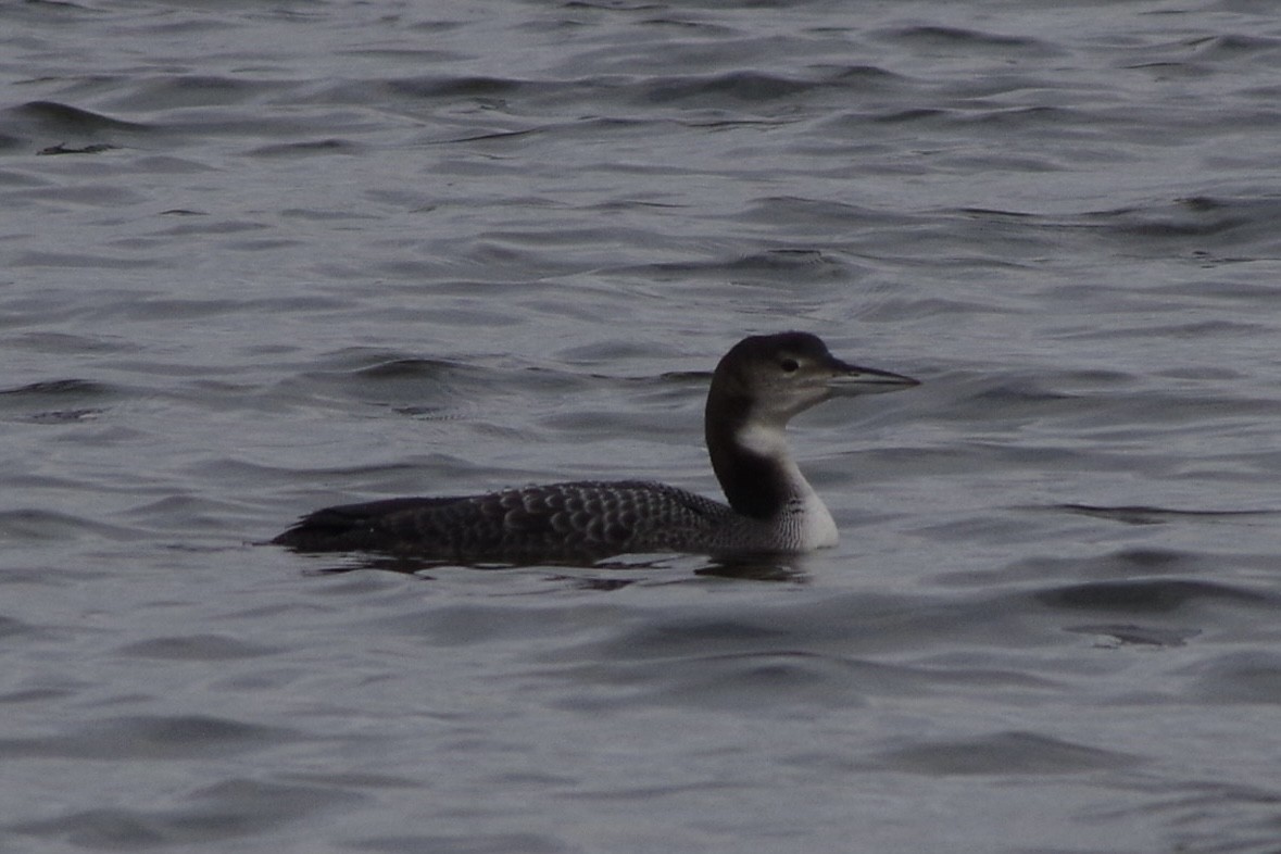 צוללן צפוני - ML645736346