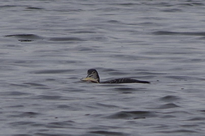 צוללן צפוני - ML645736347