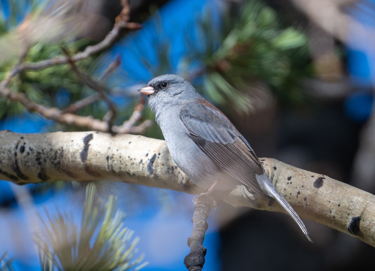 Dark-eyed Junco (Slate-colored) - ML645736348