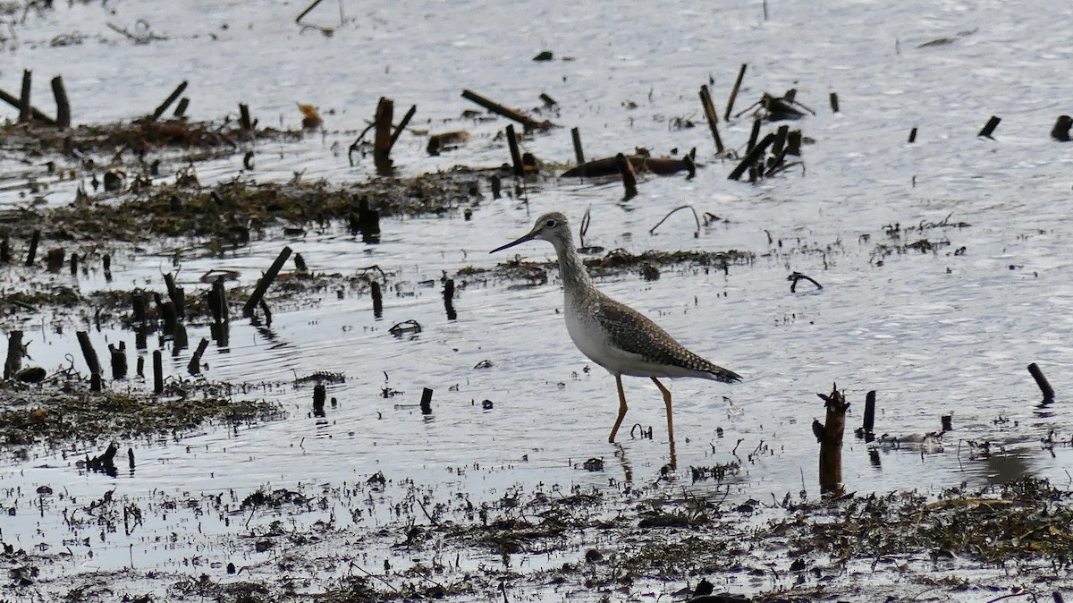 Lesser/Greater Yellowlegs - ML645736350