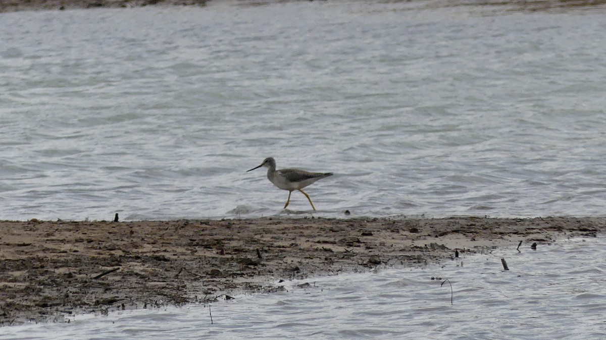 Lesser/Greater Yellowlegs - ML645736351