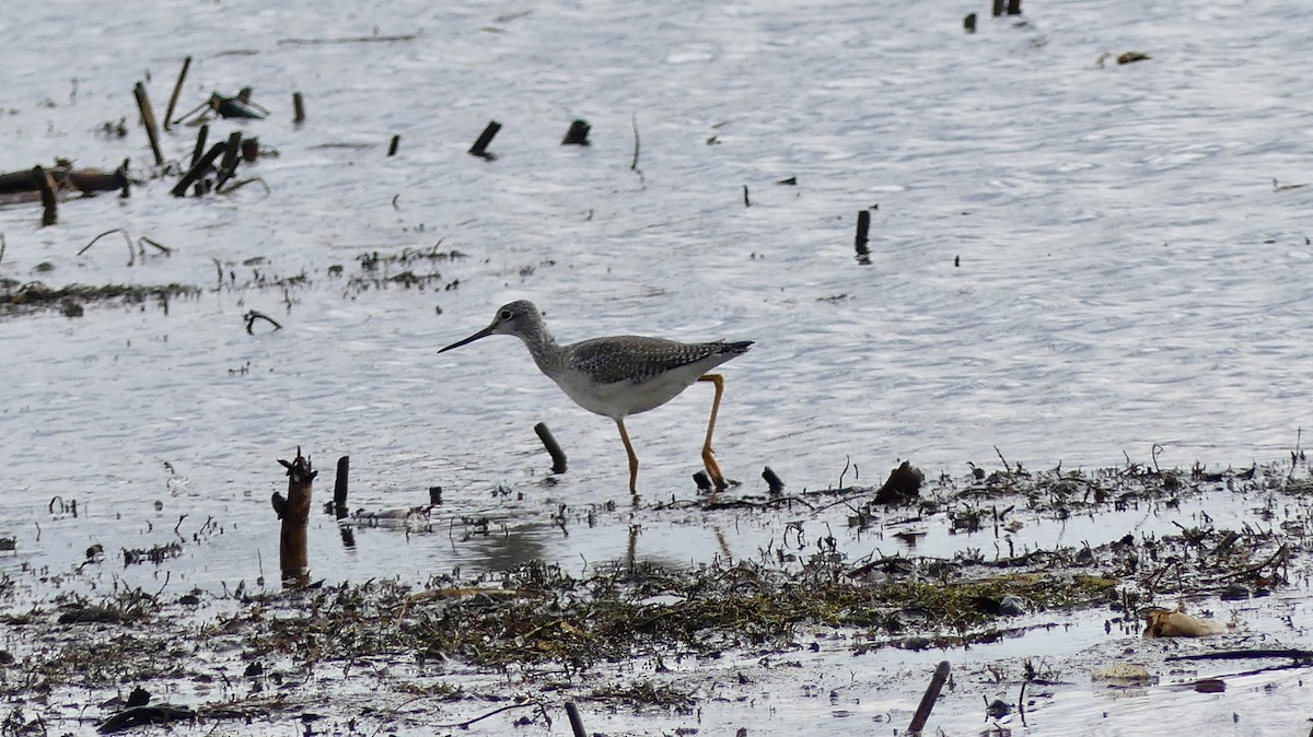 Lesser/Greater Yellowlegs - ML645736352