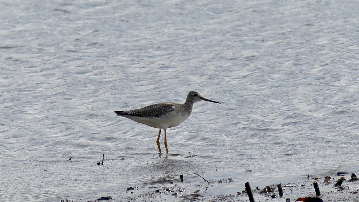 Lesser/Greater Yellowlegs - ML645736354