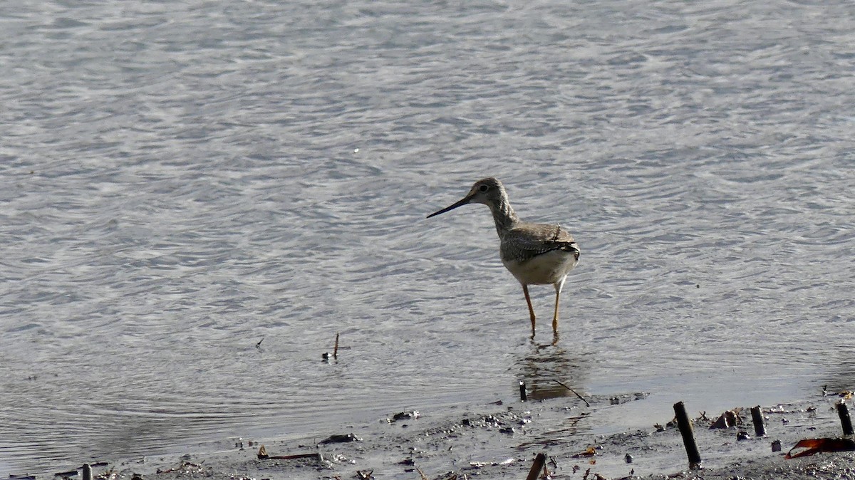 Lesser/Greater Yellowlegs - ML645736355