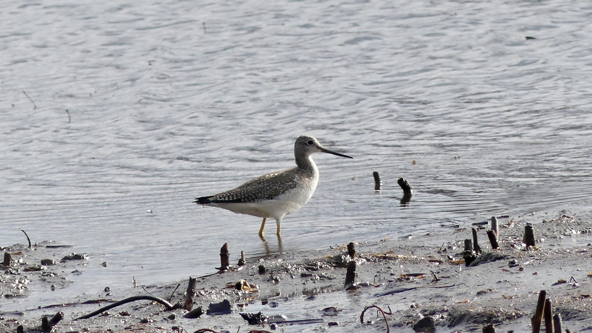 Lesser/Greater Yellowlegs - ML645736358