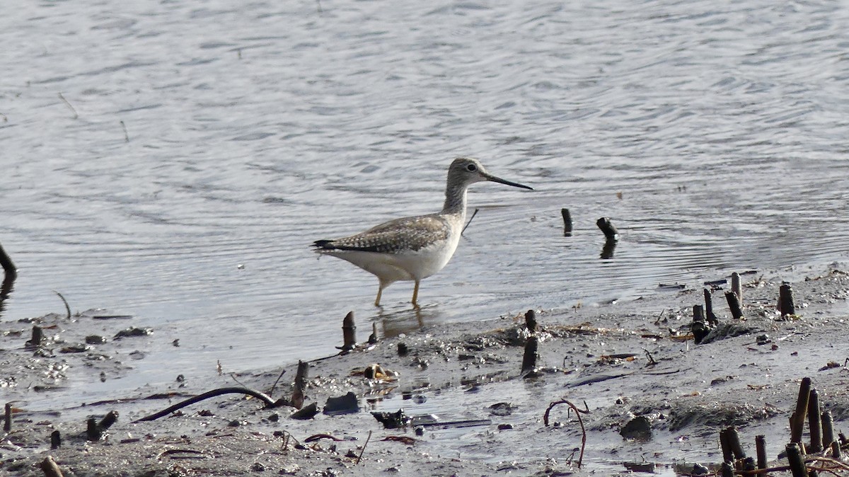 Lesser/Greater Yellowlegs - ML645736359