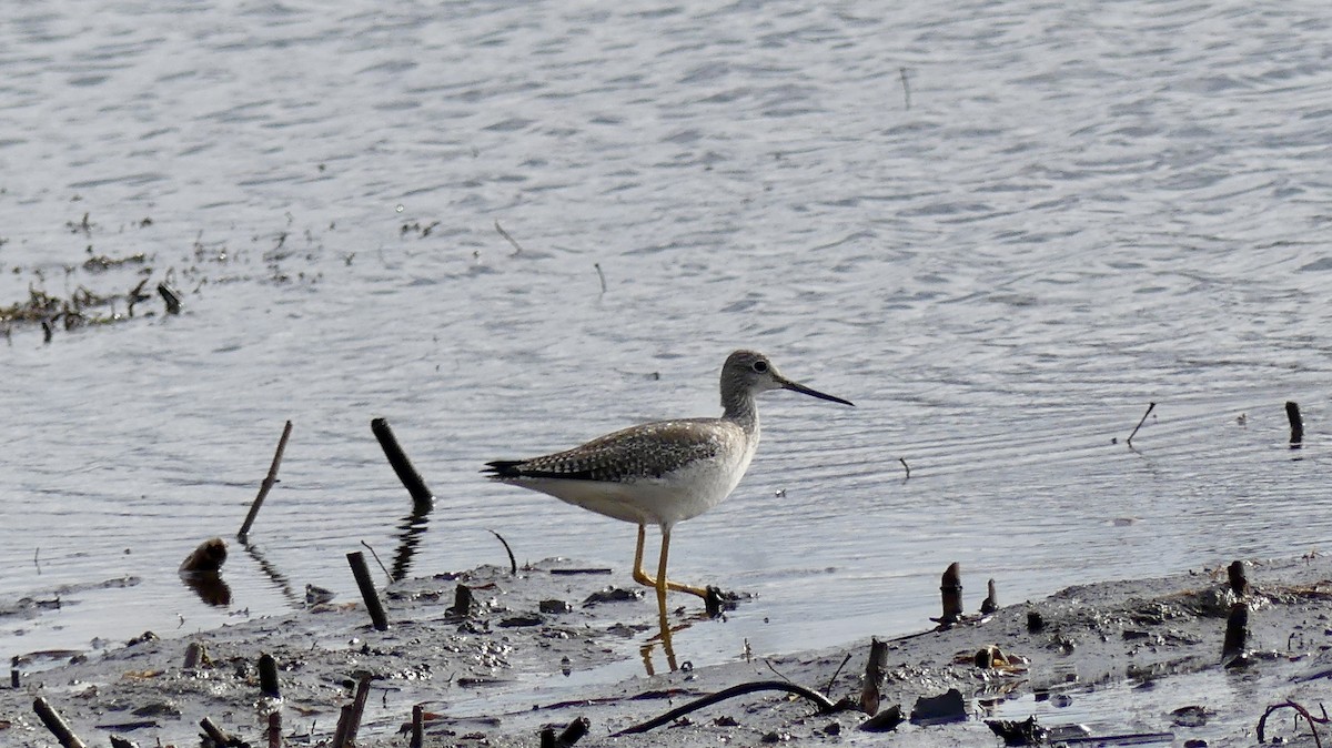 Lesser/Greater Yellowlegs - ML645736360