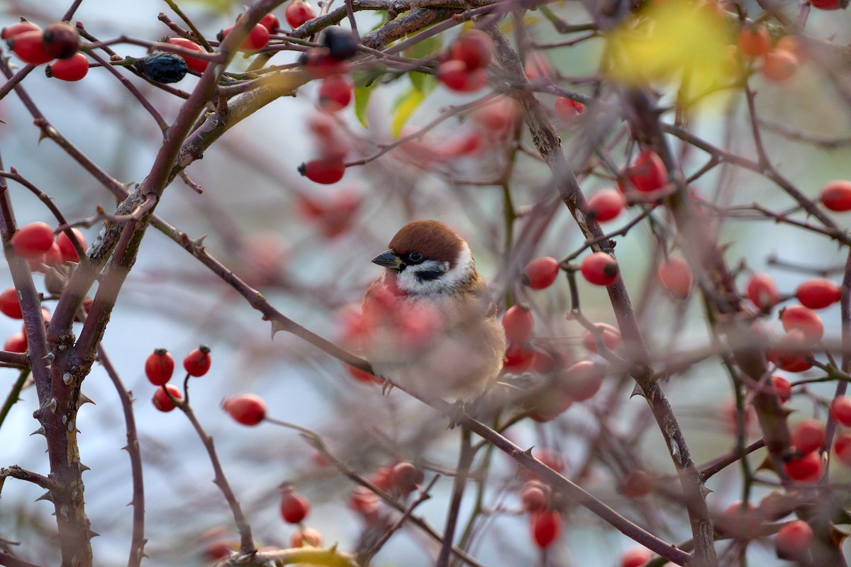 Eurasian Tree Sparrow - ML645736367