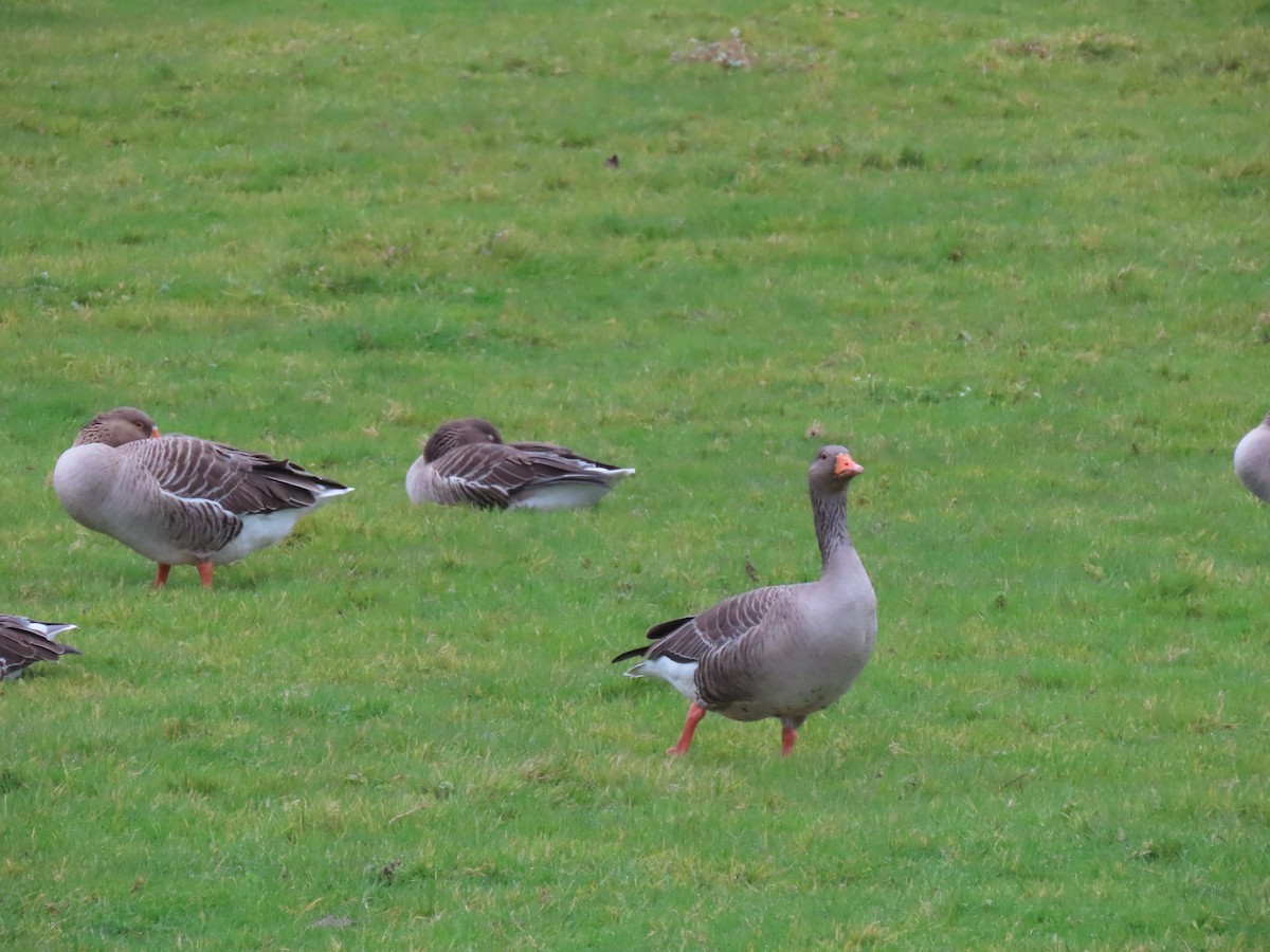 Graylag Goose - ML645736368