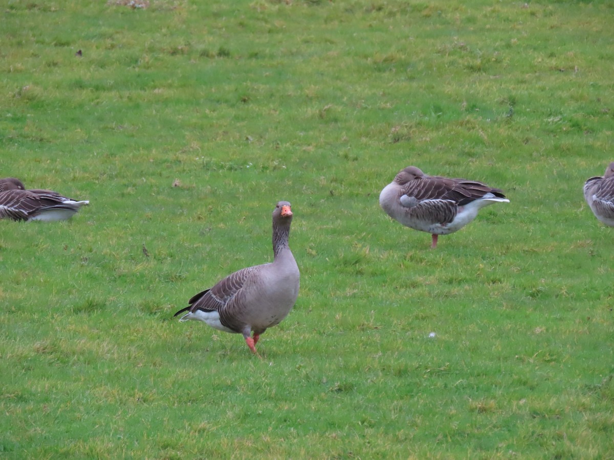 Graylag Goose - ML645736369