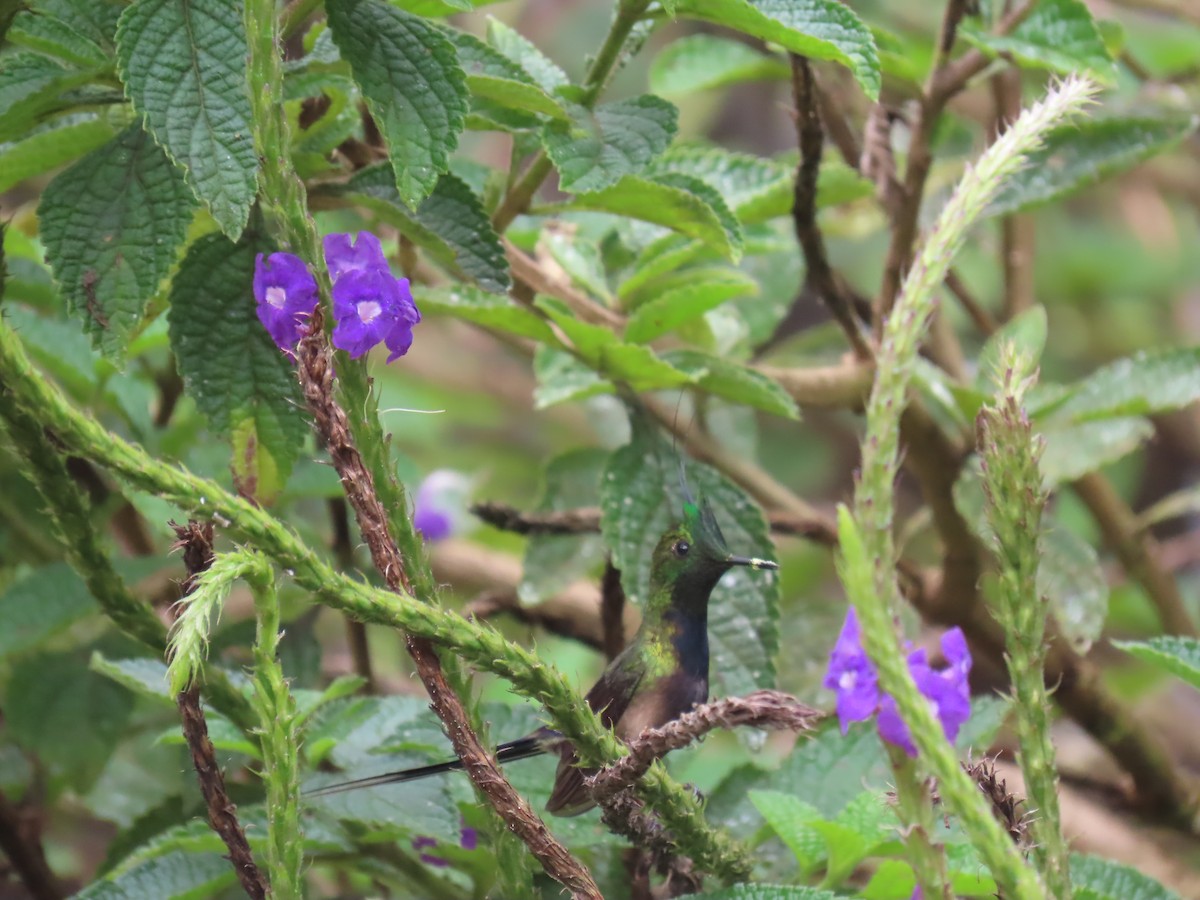 Wire-crested Thorntail - ML645736372