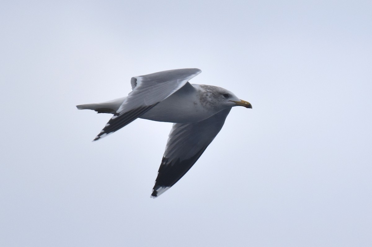 California Gull - ML645736373