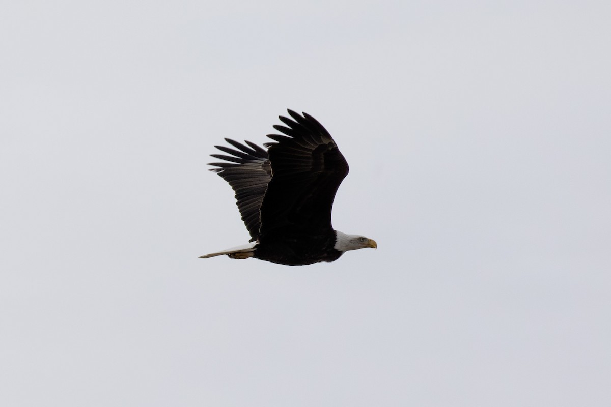 Bald Eagle - ML645736374