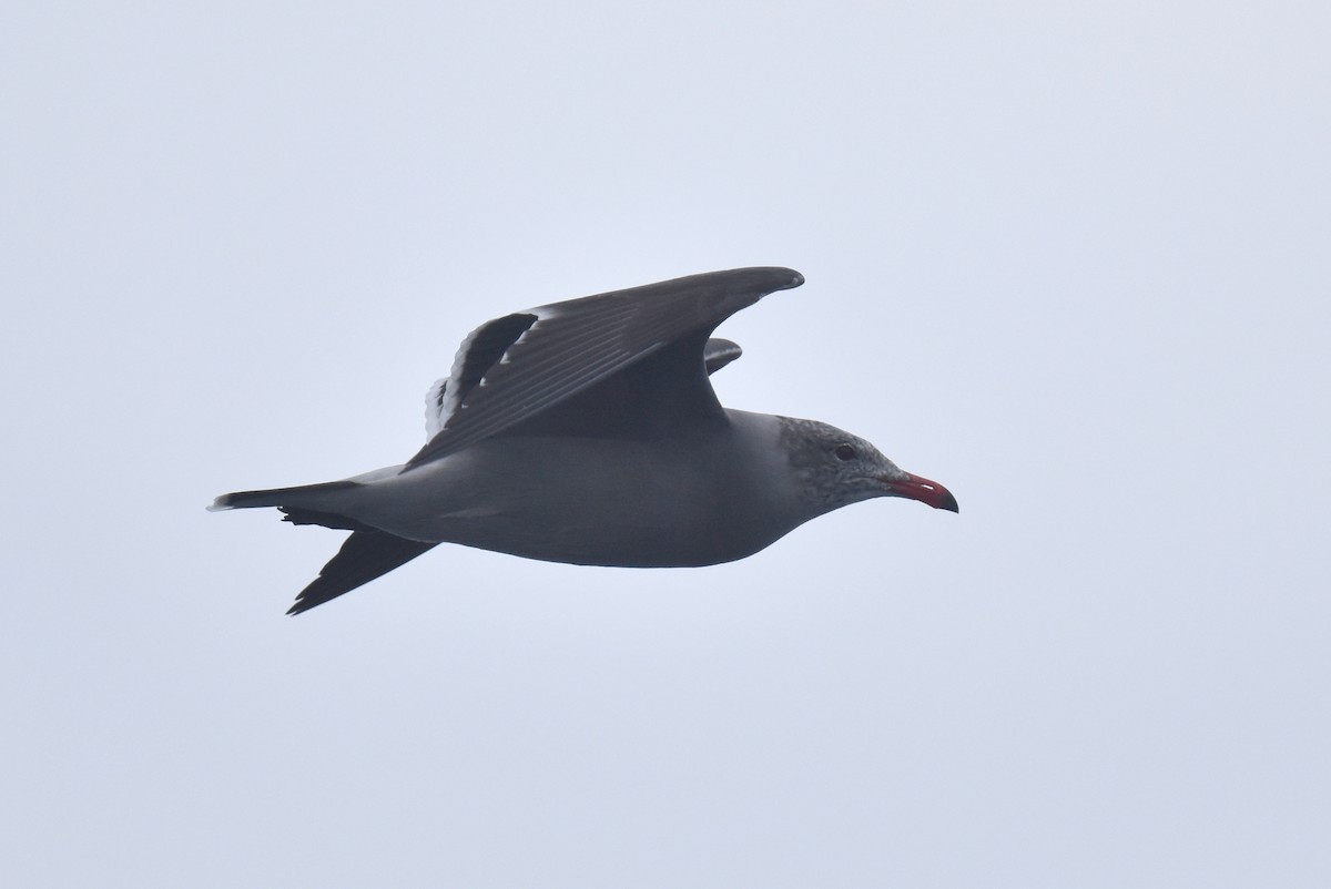 Heermann's Gull - ML645736376