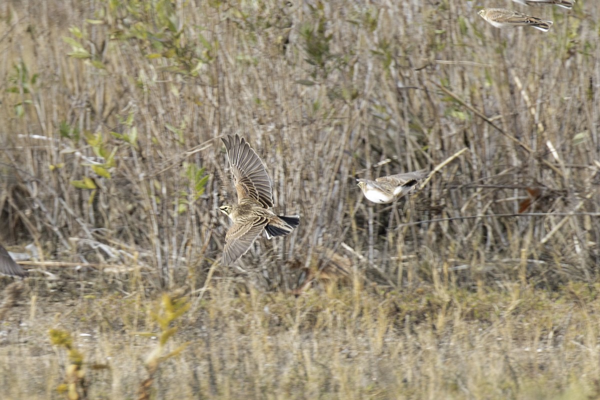 Horned Lark - ML645736377