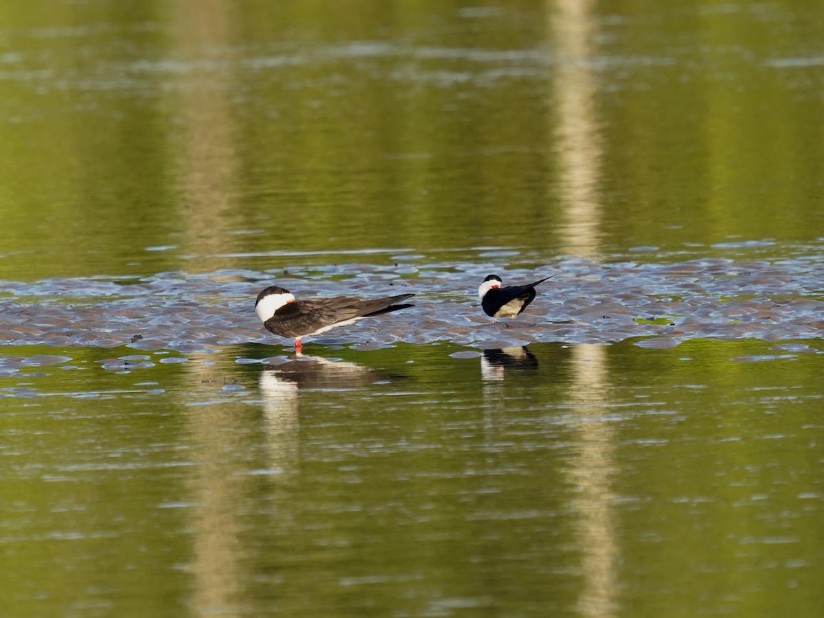Black Skimmer - ML645736378