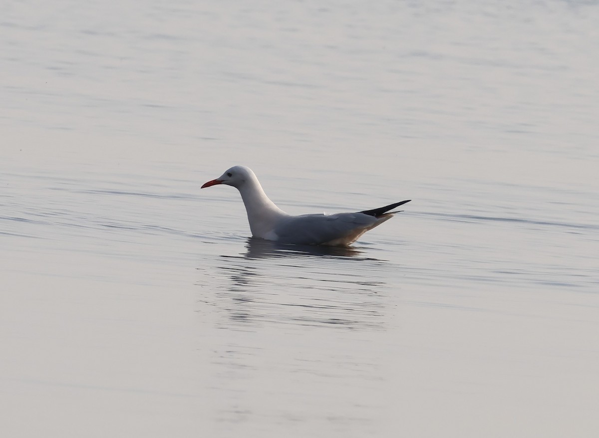 Slender-billed Gull - ML645736379