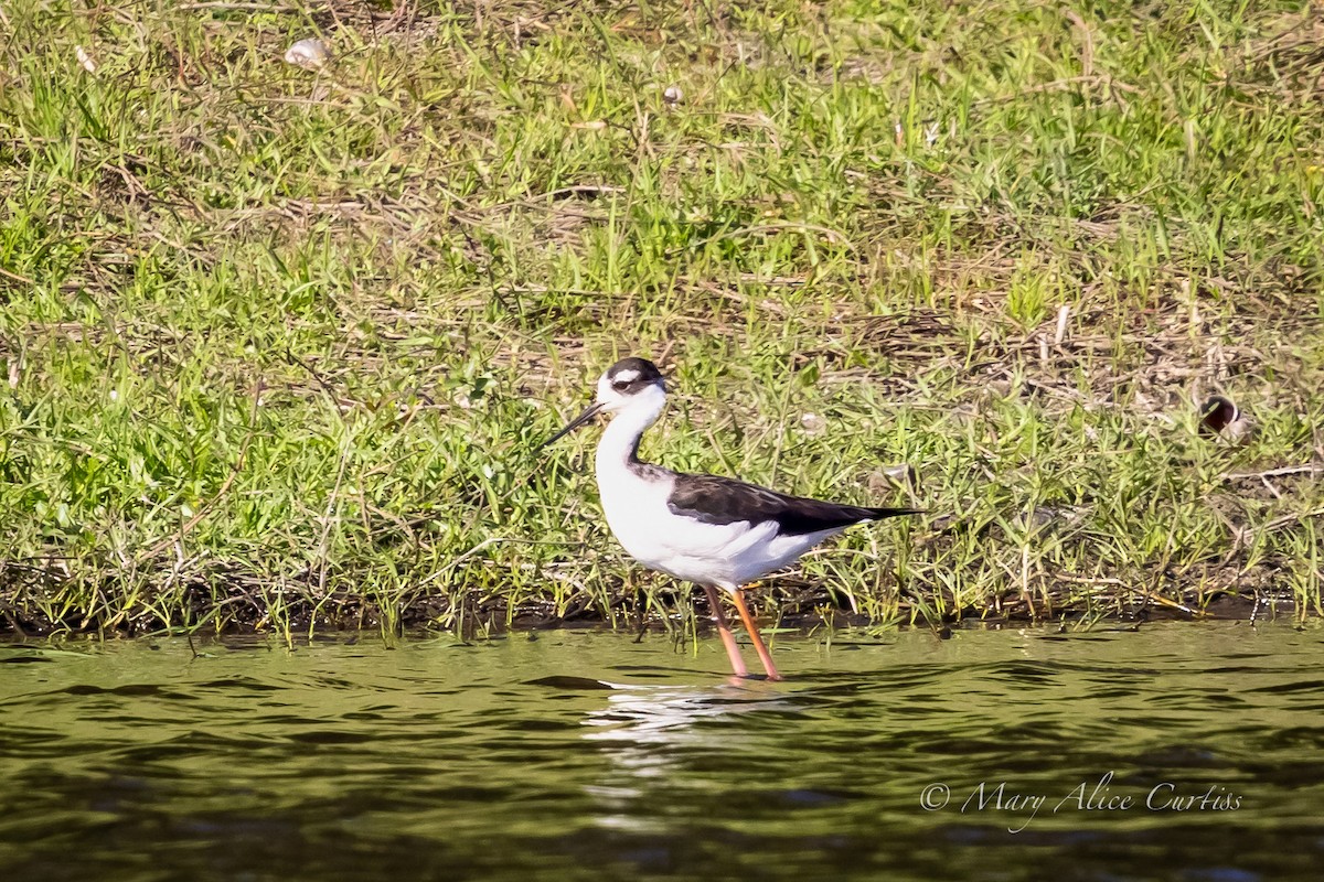 Black-necked Stilt - ML645736381
