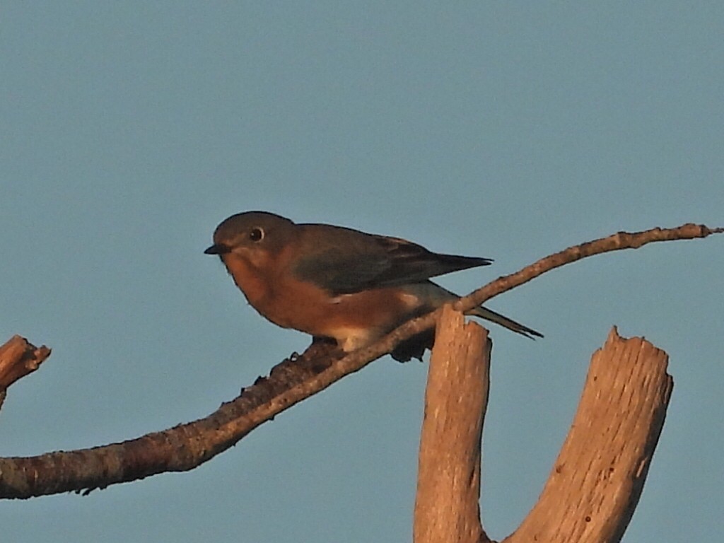 Eastern Bluebird - ML645736382