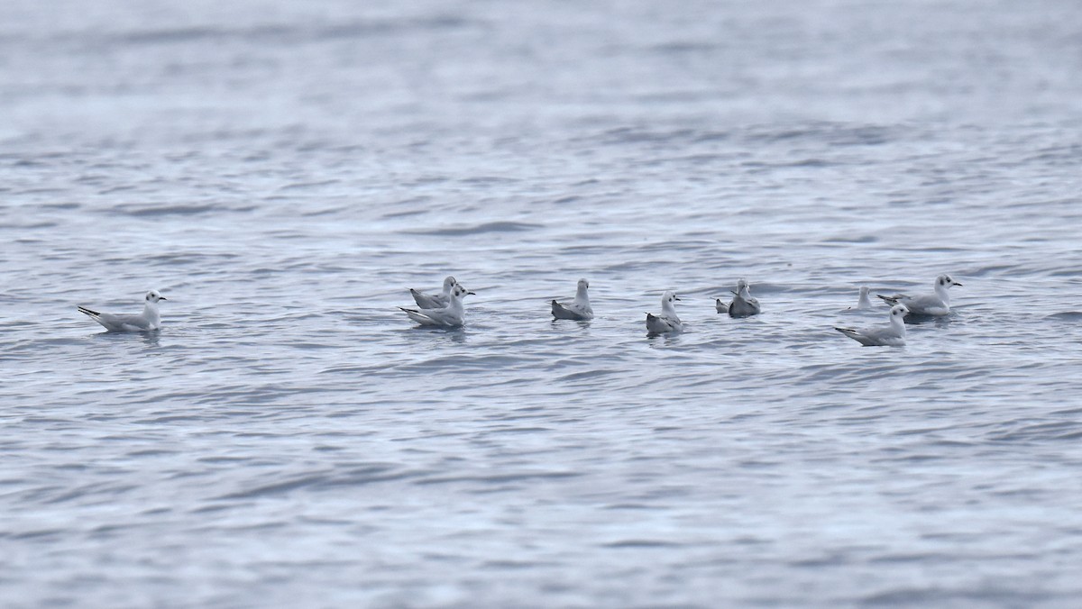 Bonaparte's Gull - ML645736383