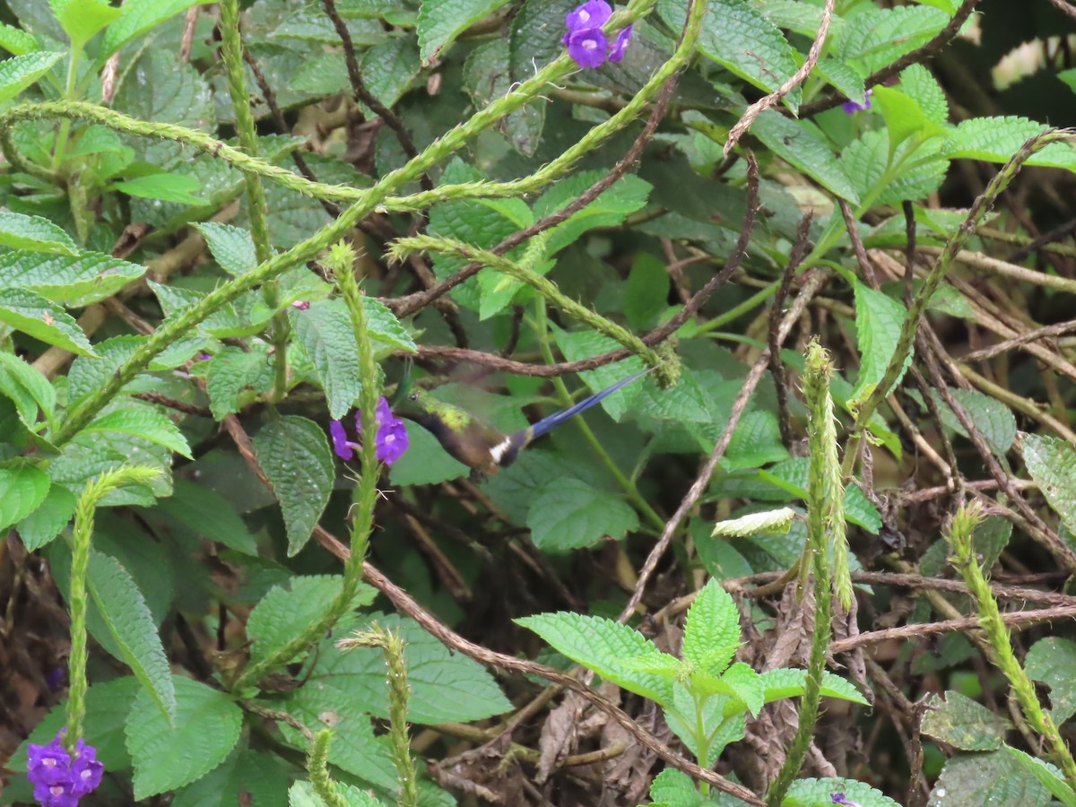 Wire-crested Thorntail - ML645736384