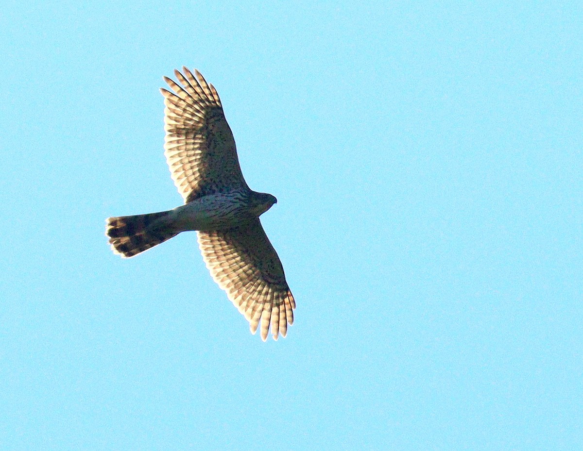 Cooper's Hawk - ML645736385