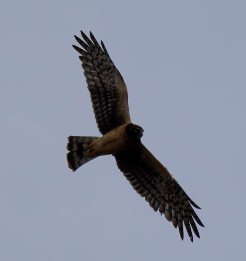 Northern Harrier - ML645736386