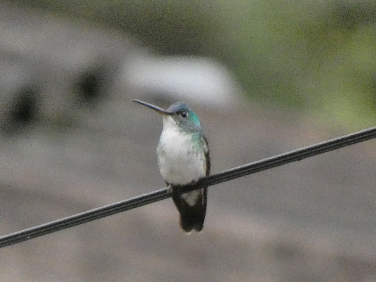 Andean Emerald - ML645736389