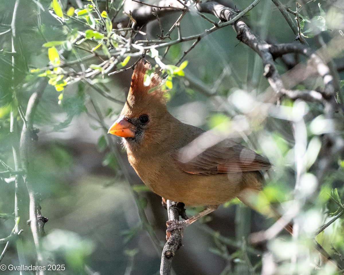 Northern Cardinal - ML645736390