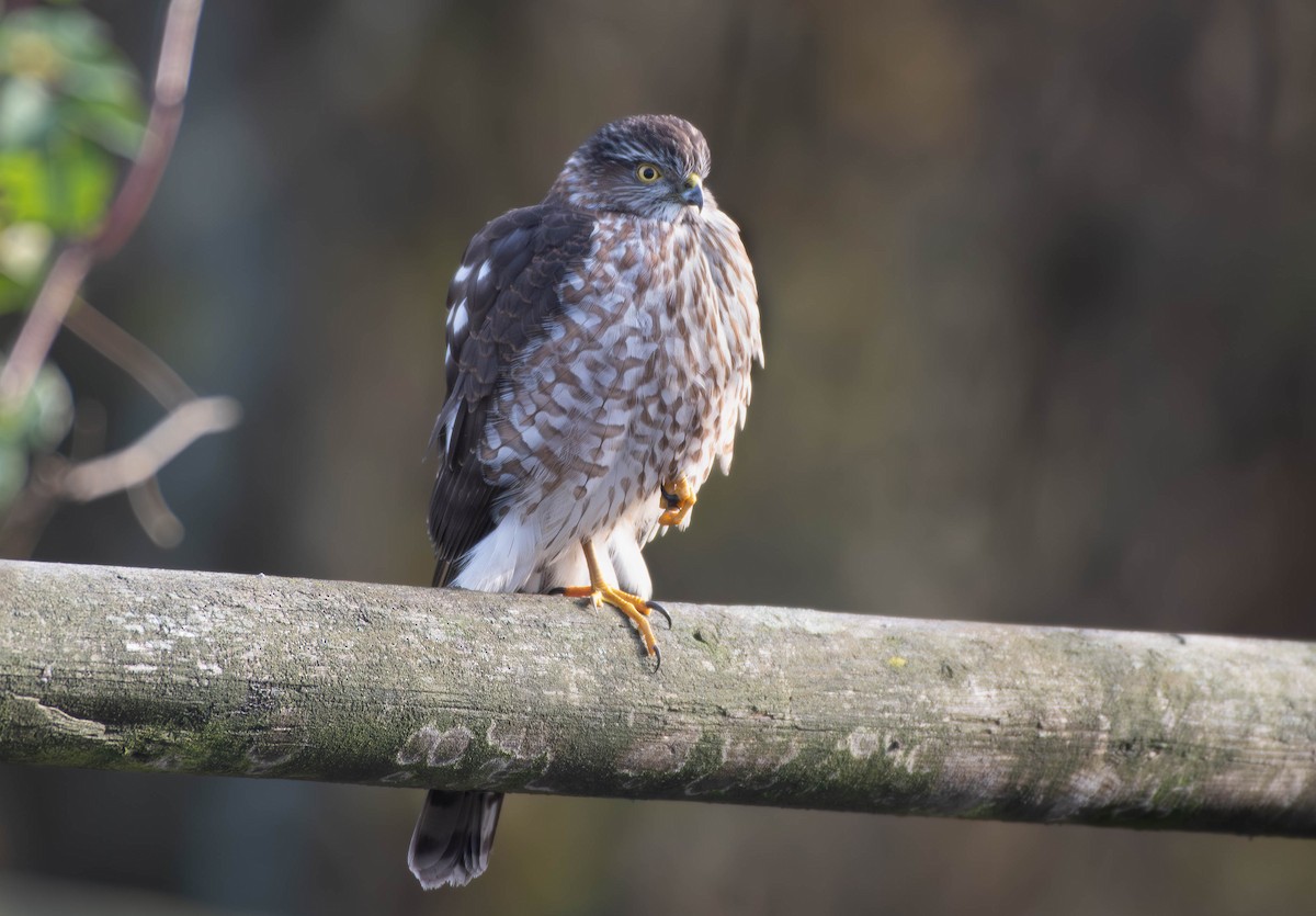 Sharp-shinned Hawk - ML645736393
