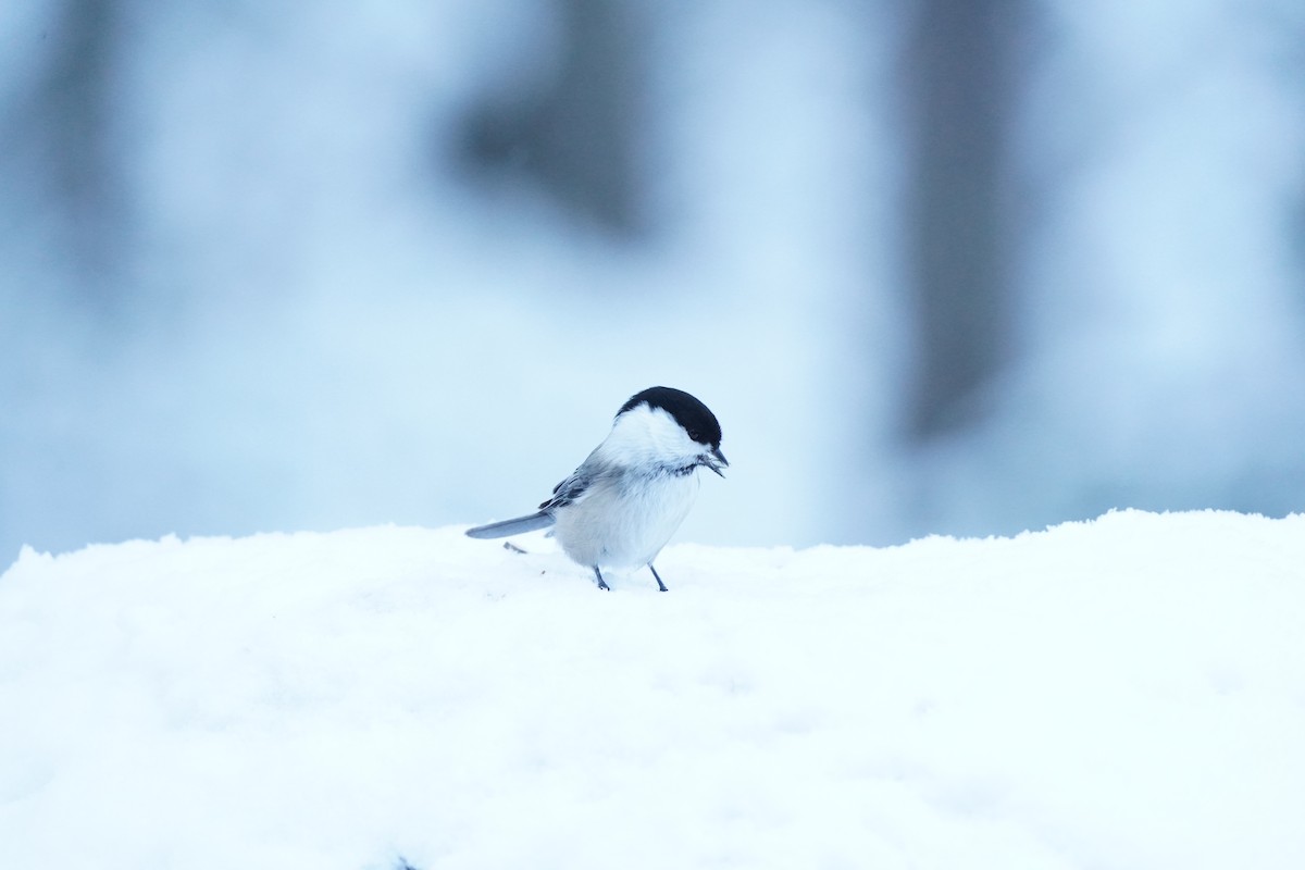 Willow Tit - ML645736394