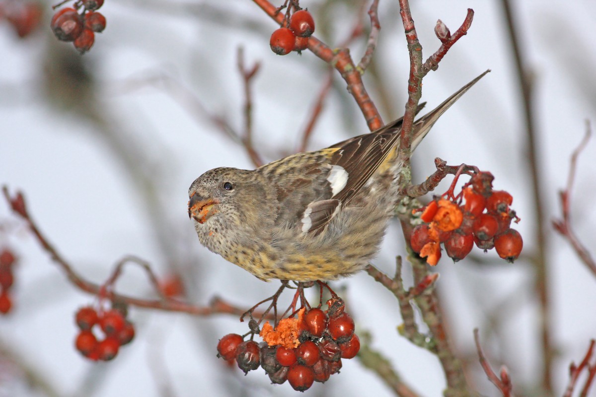 White-winged Crossbill - ML645736396