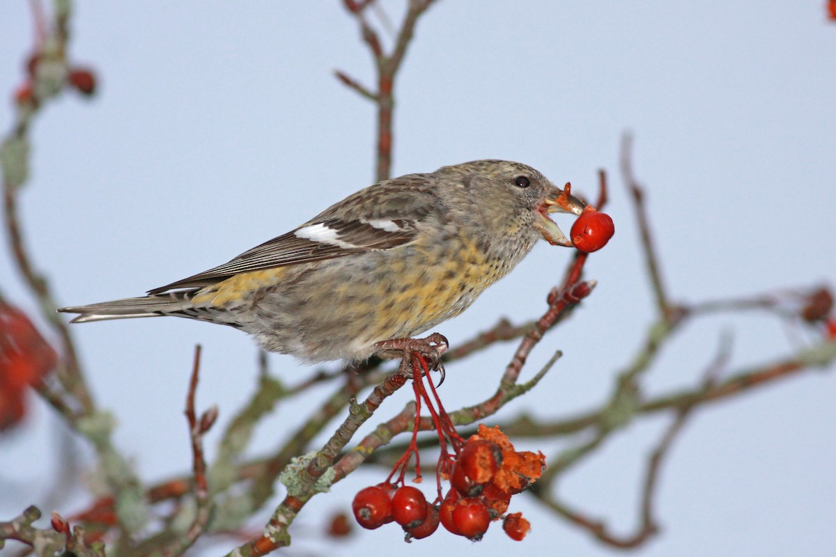 White-winged Crossbill - ML645736397