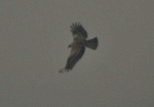 Booted Eagle - ML645736398