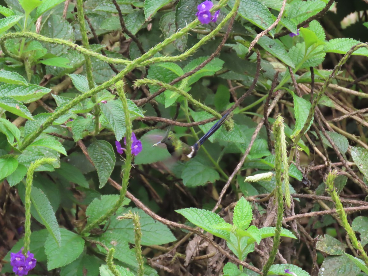 Wire-crested Thorntail - ML645736399