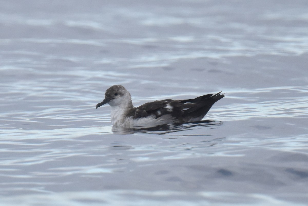 Black-vented Shearwater - ML645736400