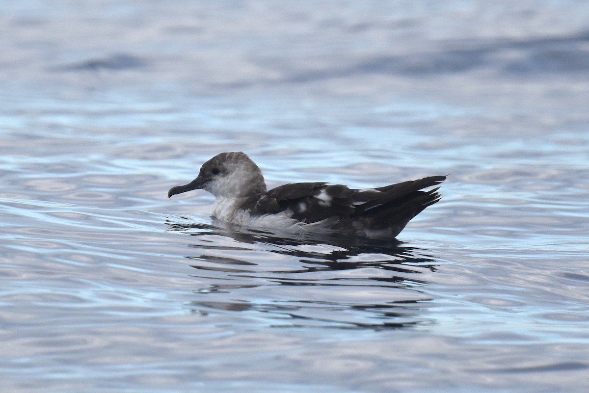 Black-vented Shearwater - ML645736401