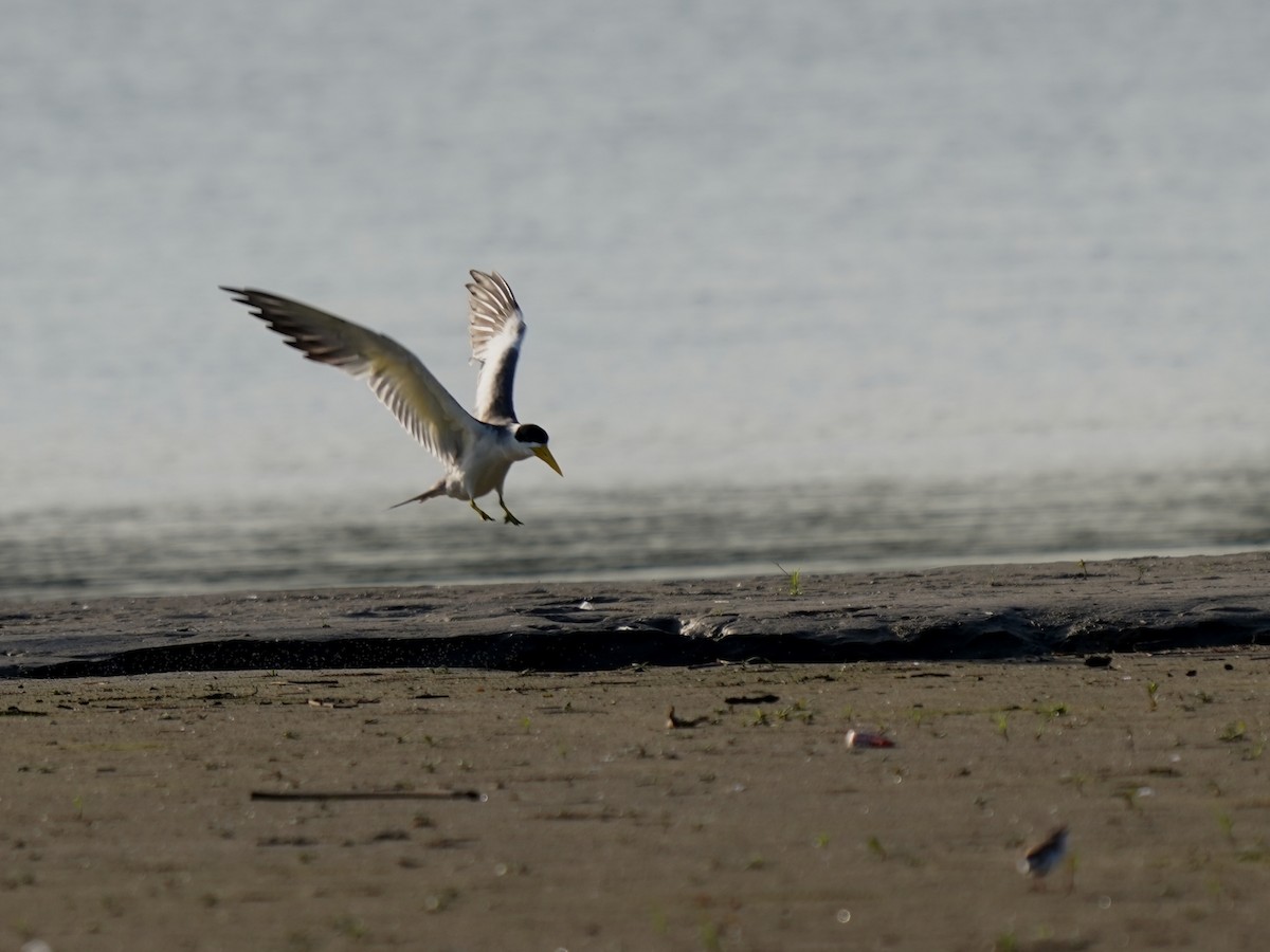 Large-billed Tern - ML645736402