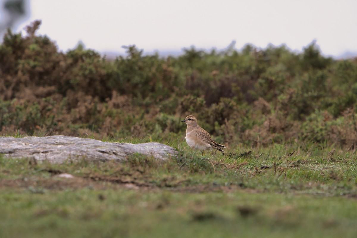 Eurasian Dotterel - ML645736405